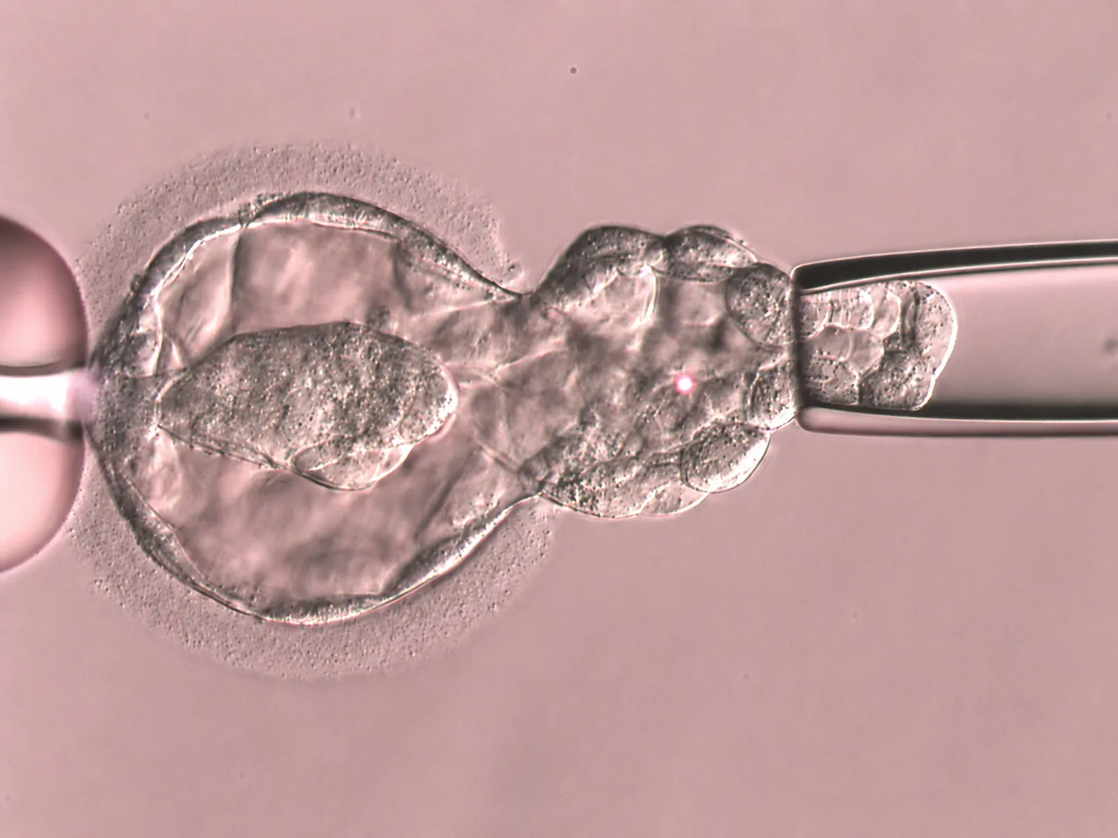 Asistovaný hatching