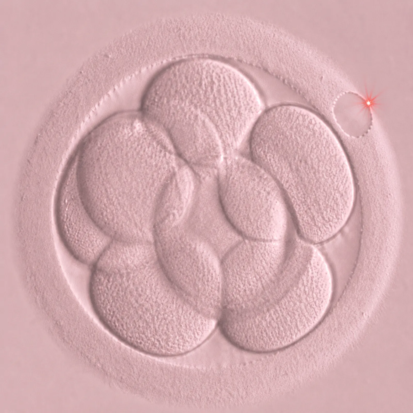 Asistovaný hatching